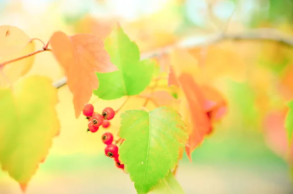 Bagas vermelhas e folhas de espinheiro na árvore. Outono fundo natural — Fotografia de Stock