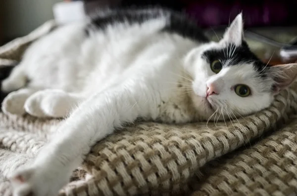 Gato blanco y negro — Foto de Stock