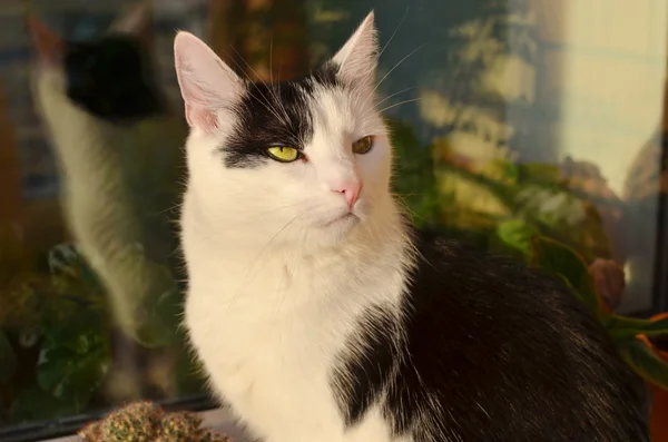 Black and white cat — Stock Photo, Image