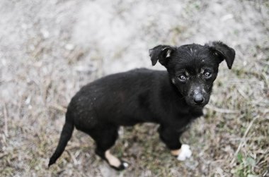 Kamera için seyir siyah köpek yavrusu
