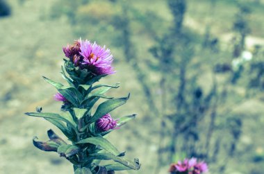 Güzel aster çiçek