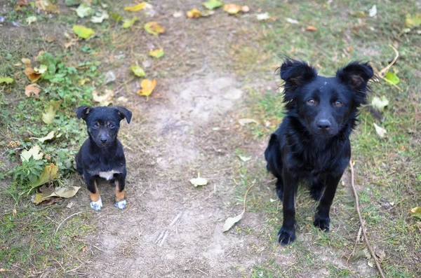 Две черные собаки смотрят в камеру — стоковое фото