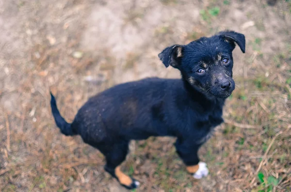 Черный щенок смотрит в камеру — стоковое фото