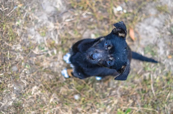 Черный щенок смотрит в камеру — стоковое фото