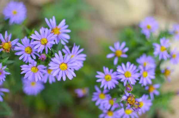아름 다운과 꽃 꽃 — 스톡 사진