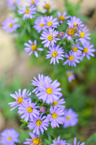 Bela flor aster — Fotografia de Stock