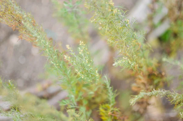 Ung Gran planta — Stockfoto