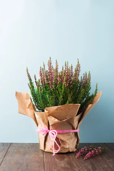 Hermosas flores moradas frescas — Foto de Stock