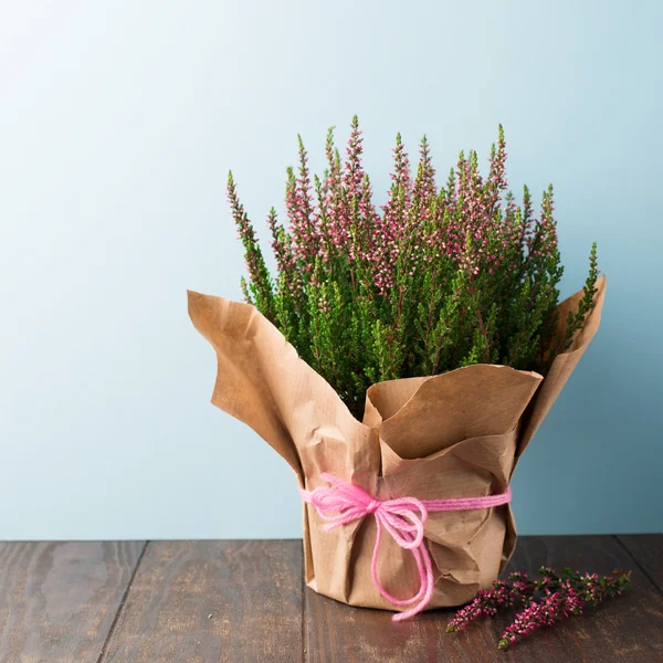 Hermosas flores moradas frescas — Foto de Stock