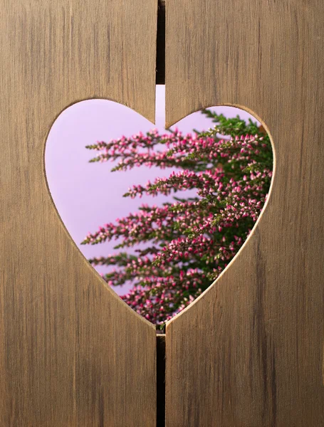 Heideblüten auf violettem Hintergrund in einem Holzrahmen — Stockfoto