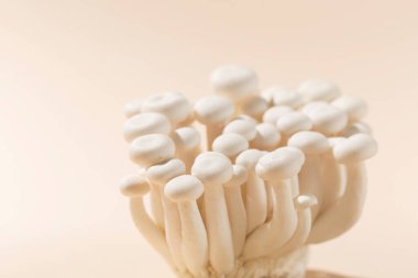 Taze shimeji (beyaz kayın) mantarları pastel bej kağıt arka planda. Superfood Trend taze mantarları. Seçici odak, boşluğu kopyala.