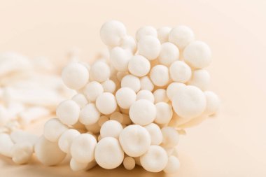 Taze shimeji (beyaz kayın) mantarları pastel bej kağıt arka planda. Superfood Trend taze mantarları. Seçici odak, boşluğu kopyala.