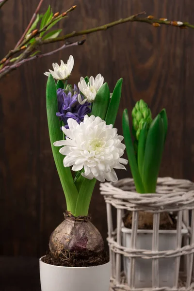 Slavnostní Velikonoční Svátky Blahopřání Pozadí Velikonoční Dekorace Větvemi Stromů Hyacinth — Stock fotografie