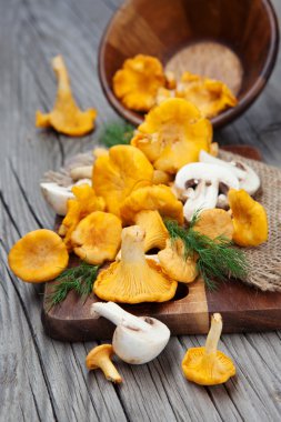 Taze Cantharellus cibarius mantar ve petrol