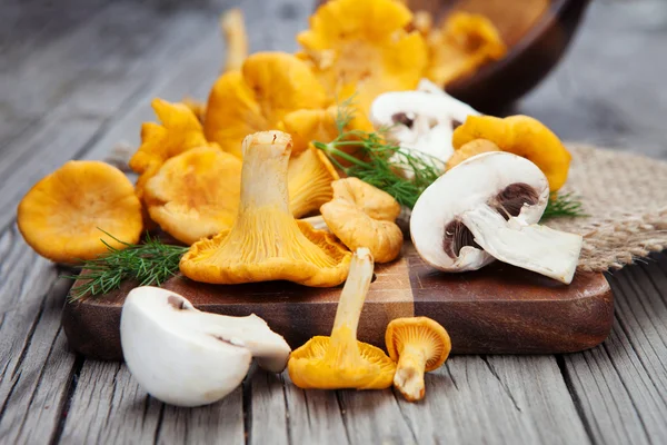 Fresh chanterelle mushrooms and champignons — Stock Photo, Image