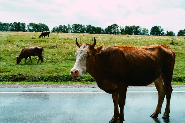 Mucca Marrone Piedi Sulla Strada — Foto Stock