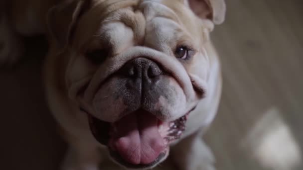 Sorrindo Engraçado Bonito Inglês Bulldog Está Sentado Chão Uma Casa — Vídeo de Stock