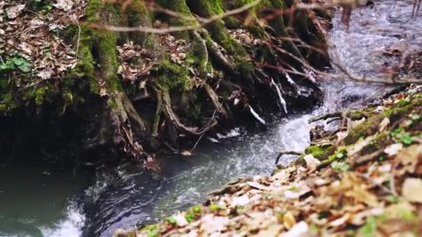 Μικρό Ποτάμι Φθινόπωρο Δάσος Άνοιξη Ξηρά Φύλλα Χιονισμένες Καιρικές Συνθήκες — Αρχείο Βίντεο