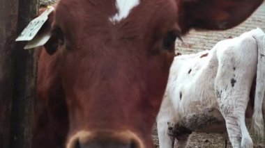 Çiftlikteki çok renkli genç inekler 4 bin.