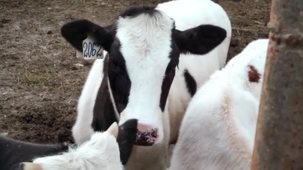 Vacas Jóvenes Multicolores Granja — Vídeo de stock