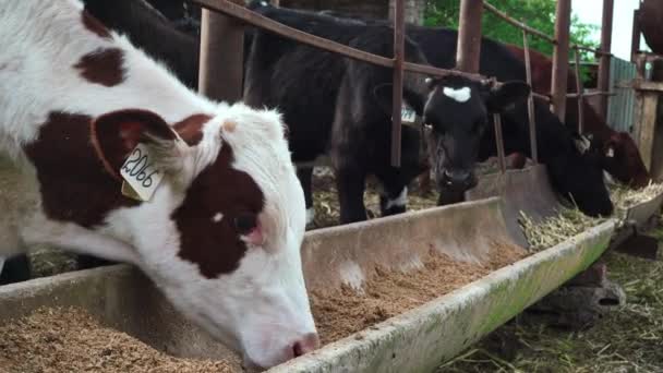 Veelkleurige Jonge Koeien Boerderij — Stockvideo