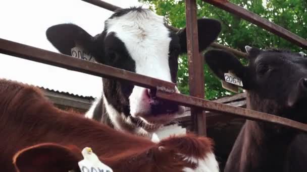 Vacas Jóvenes Multicolores Granja — Vídeo de stock
