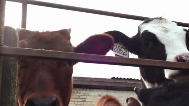 Vacas Jóvenes Multicolores Granja — Vídeo de stock