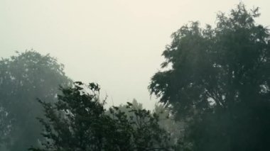 Storm and shower. Heavy rain with wind and a hurricane. The rainy season falls on trees. Fresh nature. Slow motion