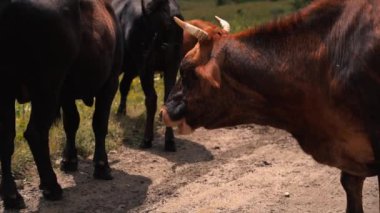 Red cow in a herd attacked by flies bothersome insects Slow motion