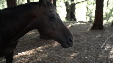 Kahverengi at karanlık bir ormanda duruyor Ağır çekim