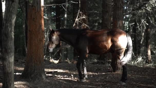 Brown Horse Stands Dark Forest Slow Motion — Wideo stockowe