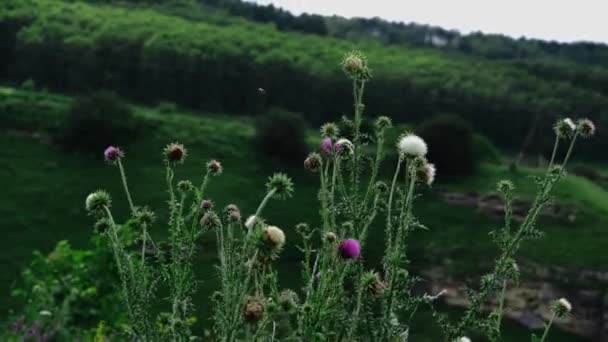 Silybum Marianum Carduus Marianus Leite Cardo Branco Rosa Ervas Montanha — Vídeo de Stock