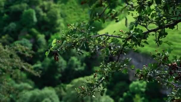 Crataegus Hawthorn Árbol Bosque Las Montañas Viento — Vídeo de stock
