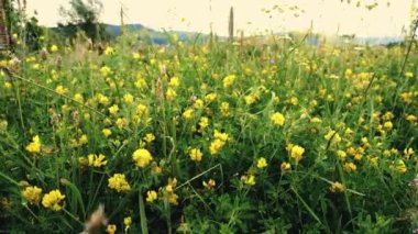 4K çayırındaki küçük sarı kır çiçekleri.