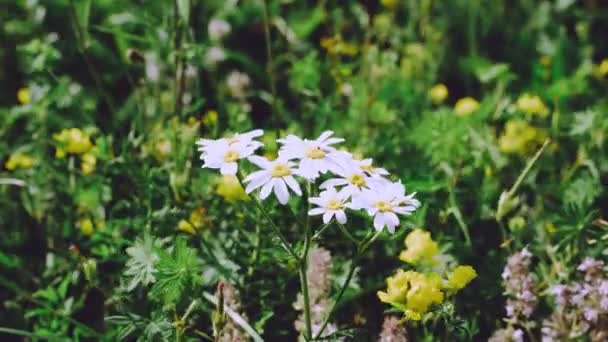 Field Chamomile Meadow White Flowers Medicinal Herbs — 图库视频影像