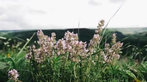 山の牧草地でのタイムまたは胸腺紫色のピンクの花薬用ハーブ — ストック動画