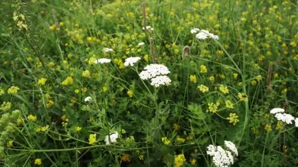 Pimpinella Anisum Anýz Bílé Žluté Květy Louce Léčení Bylin — Stock video