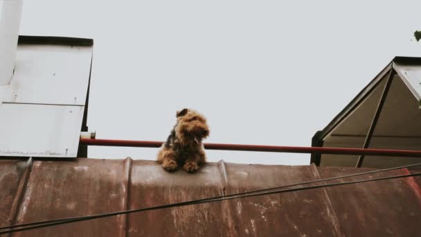 Terrier Galés Encuentra Despide Dueño Tema Perro Mascota — Vídeo de stock