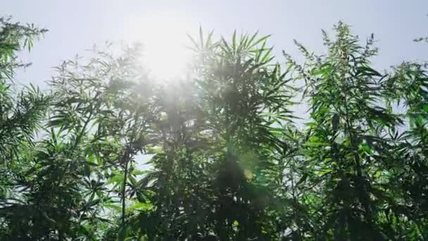 Velké Vysoké Bohaté Keře Marihuany Nebo Konopí Přírodě Spodní Pohled — Stock video