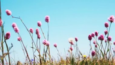 Armeria maritima Dağlarda küçük pembe çiçekler 4 K
