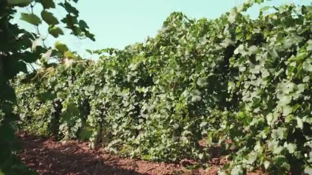 Виноградные Плантации Выращиваю Еду Напитки Винная Тема — стоковое видео