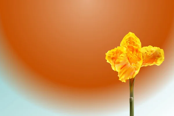 Canna Lily fleur avec grand soleil — Image vectorielle