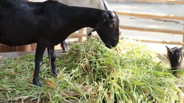 Close Goat Eating Grass Farm — Stock Video
