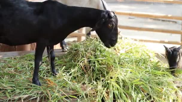 Gros plan de chèvre mangeant de l'herbe à la ferme 
