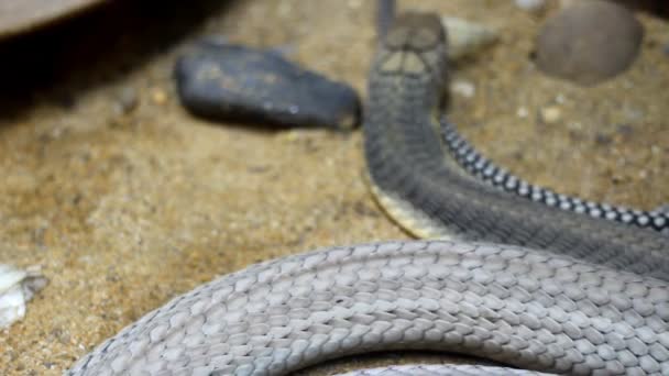 Close Body King Cobra Snake While Crawling — Stock Video
