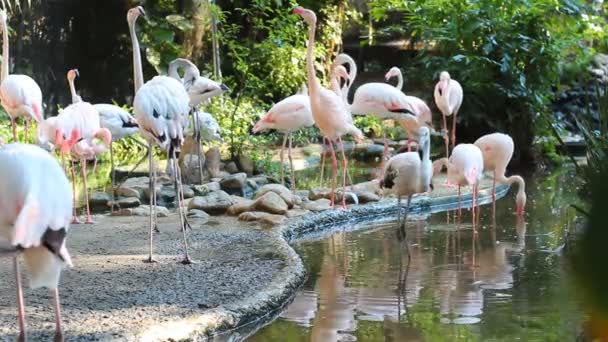 Troupeau de flamants roses vivant près de l'étang dans le parc 