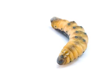 Caterpillar larva solucan, neredeyse Chrysalis, bacak beyaz arka plan üzerinde gösterilen bozmayı pozisyonda olmak