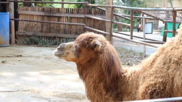 Bliska Camel Leżącego Stajni Tajlandia — Wideo stockowe