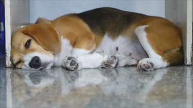Ahşap masanın altında uyku beagle köpek