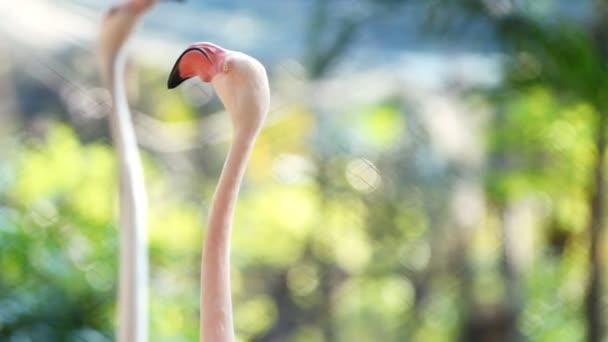 Flamingo Dando Volta Parque Com Fundo Bokeh Verde — Vídeo de Stock